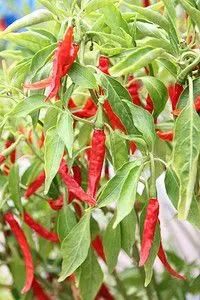 花园的树上有干燥红辣椒图片素材