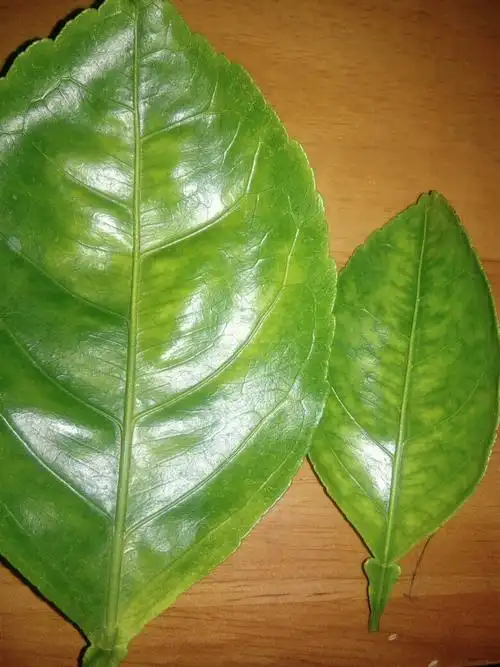 柑桔叶黄化,怎么治?