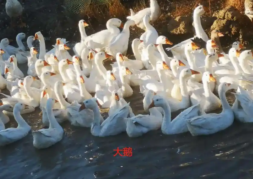 大鹅和鸭子的区别