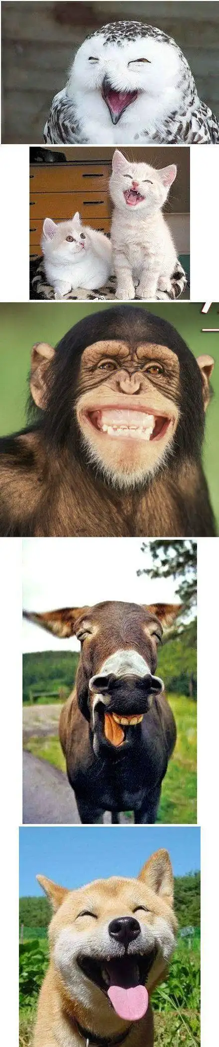 哈哈今天大笑大笑的图片开心大笑图片开心大笑开心大笑的图片动物