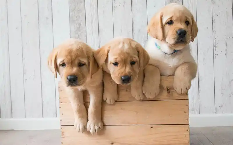 壁纸 金毛寻回犬,三只可爱的小狗