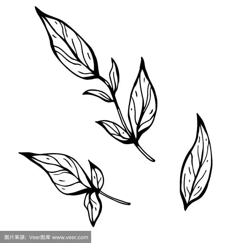 分支用树叶.手绘矢量插图.黑白墨水素描.线的艺术.孤立在白色背景上.