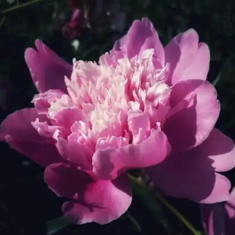 最美最吉利的适合做头像的牡丹花朵图片