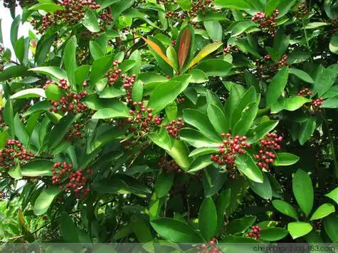 原创〕行摄南粤(69)广州华南植物园 23>铁冬青