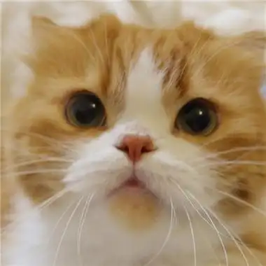 可爱又不失沙雕的头像动物 这天气哪是降温明明就是阎王爷在冲业绩