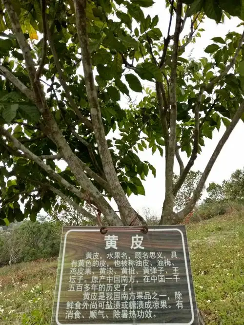 你来与不来,她就在这里——金寿生态园的圣果 - 美篇