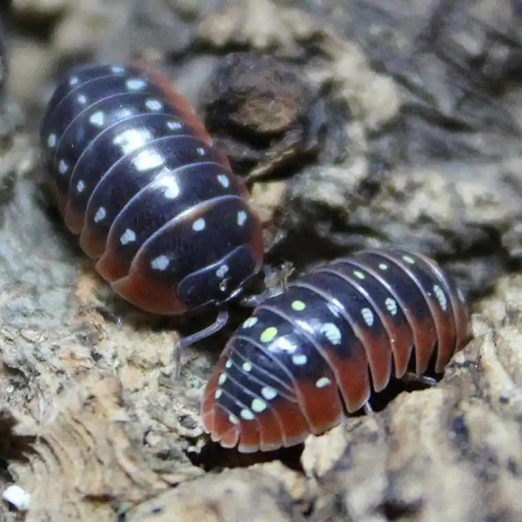 大的西瓜虫怎么养正确方法「记得收藏」 -骁龙网