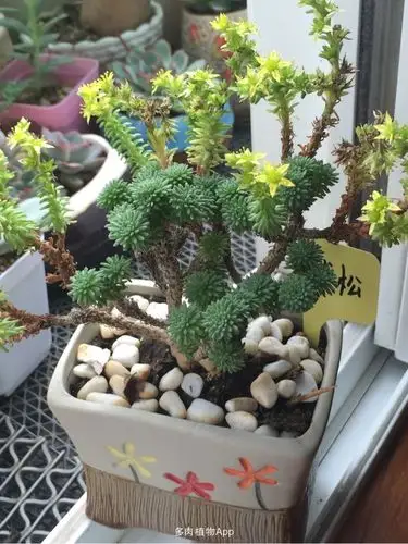 求教,球松的[表情100]怎么办?