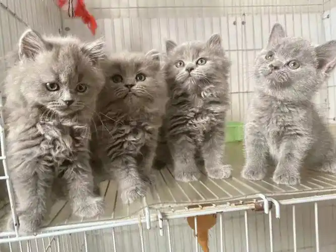 鼓楼区,个人家养的一窝蓝猫,短毛600,长毛1200,大猫在家可见#猫咪领养