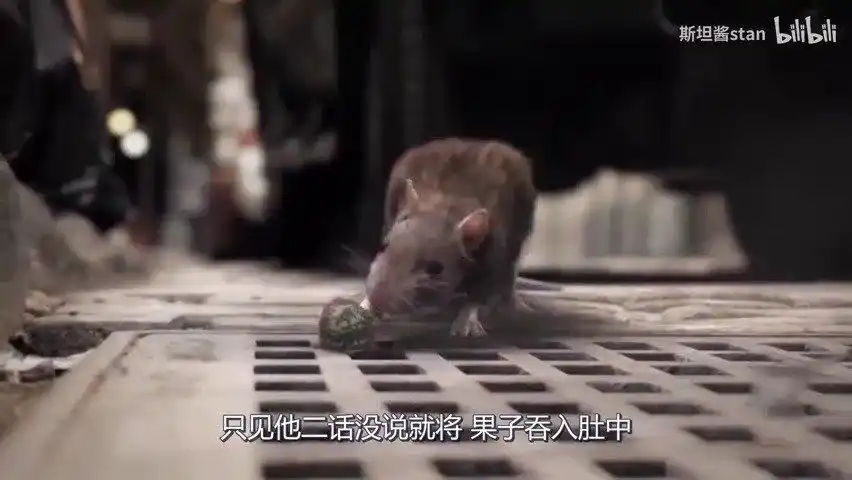 正文  《吞噬》老鼠吃了坏果实,身体发霉没人管,最终引发了全球性灾难