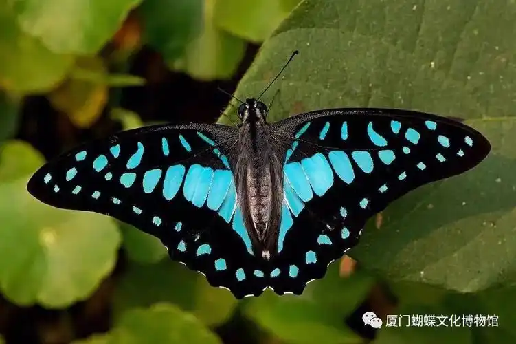 绝大多数眼科的种类,在翅面(特别是反面)上具有眼斑,不少其他蝴蝶也