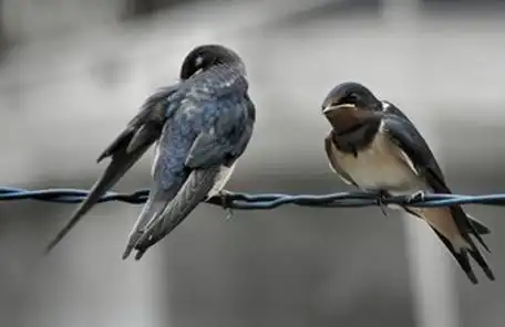 关于归巢的散文(春燕归巢的散文) _晶羽科技