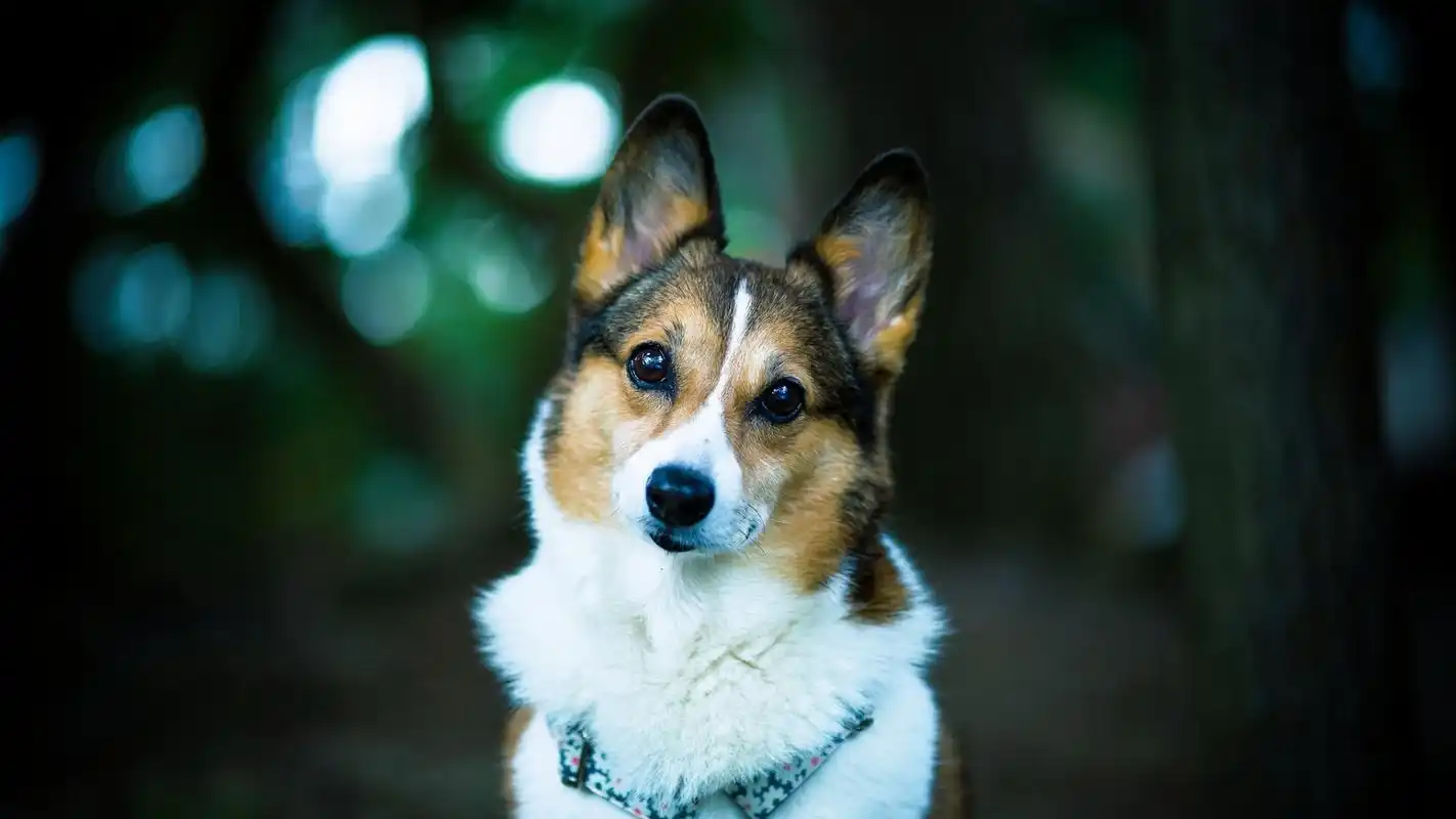 动物壁纸 > 可爱狗狗小短腿威尔士柯基犬高清电脑桌面壁纸(1920x1080)