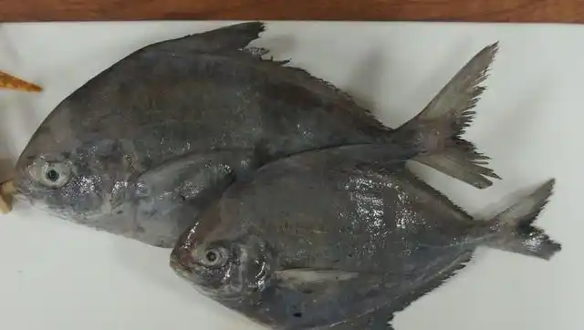 鲳鱼主要有白鲳和黑鲳.