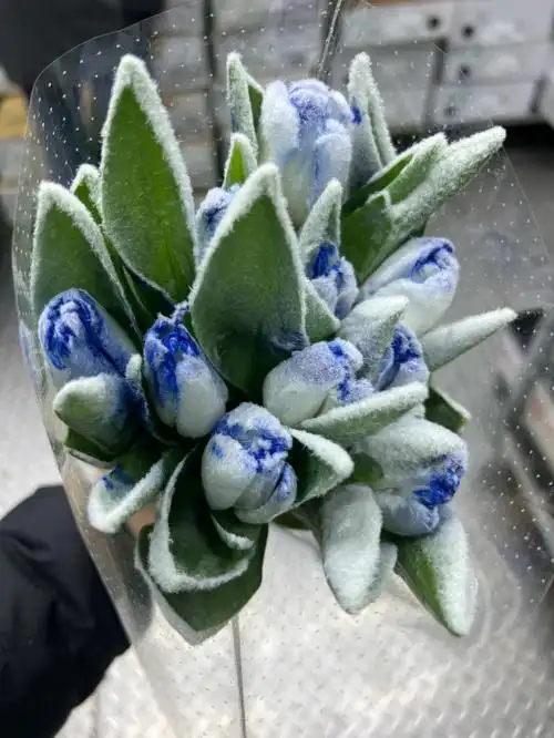 荷兰冰雪郁金香一共有5个颜色