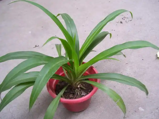 求助彼岸花叶子变黄