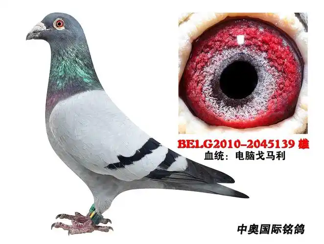 电脑戈马力原舍超级种雄 2045139