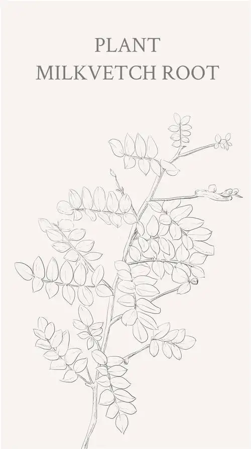 帮小伙伴画的黄芪~黄芪,又名绵芪.