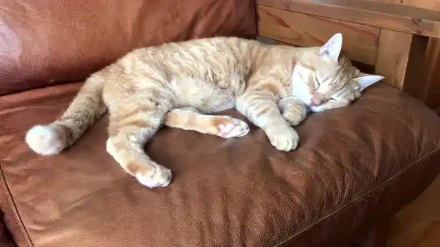 我家大橘猫睡觉时还不停的摇尾巴,这货睡的也太美了吧!