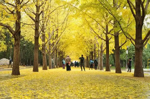 行道树有哪些树种常见行道树树种大全