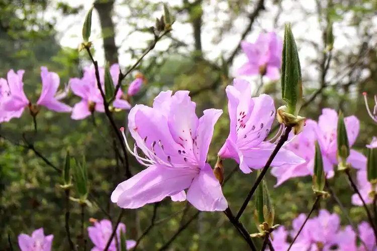 满山红杜鹃花科杜鹃花属