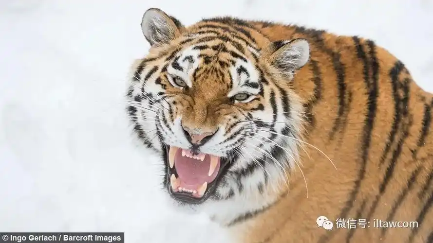 万兽之王东北虎