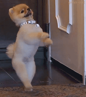 学会这几招,狗狗也能帮你讨红包!