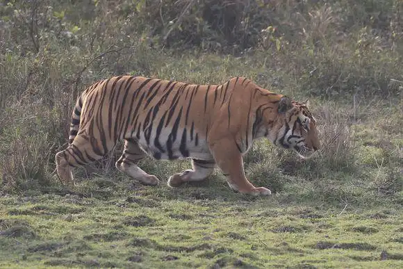 卡齐兰加的老虎图集领略下全世界最大的野生大猫种群上