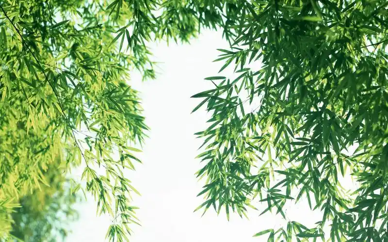 小清新竹叶护眼屏保