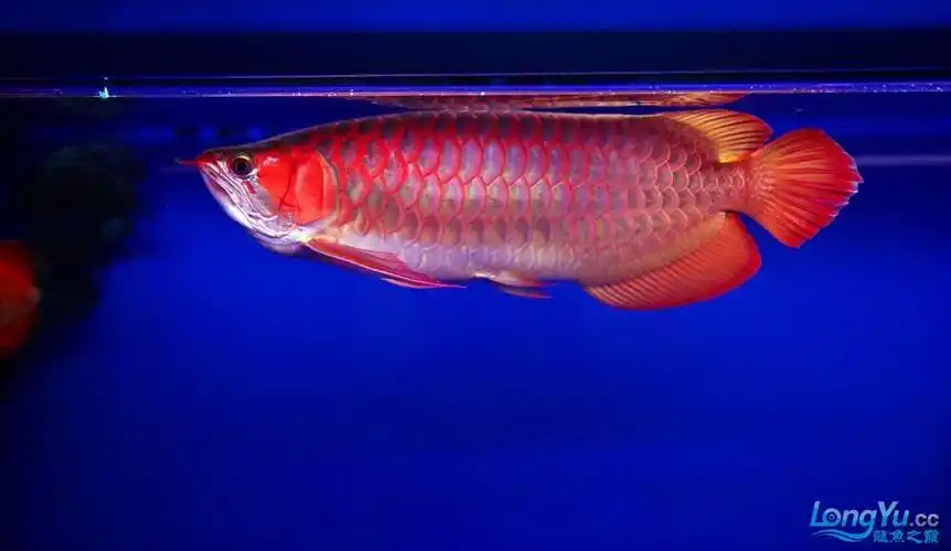 nan灯下的绿皮红龙