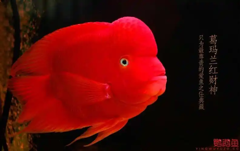新手必看:红财神独家饲养建议!天津开心鱼舍提供