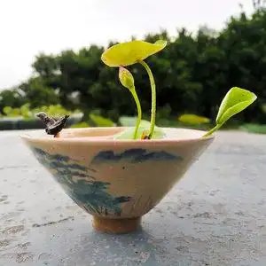 荷花藕种大型观赏荷花苗水培碗莲根茎睡莲花卉池塘养水生莲藕种苗