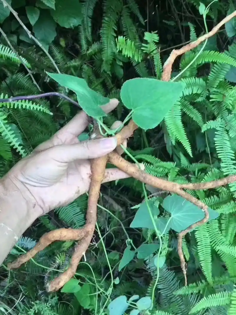 『土特产』党参 野生土党参 91具有健脾益气,补气补肺,祛痰止咳的