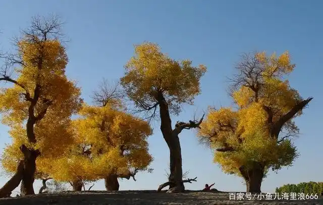 在中国的大西北这片神奇的大地上,有一种情感精神叫做"胡杨林",新疆