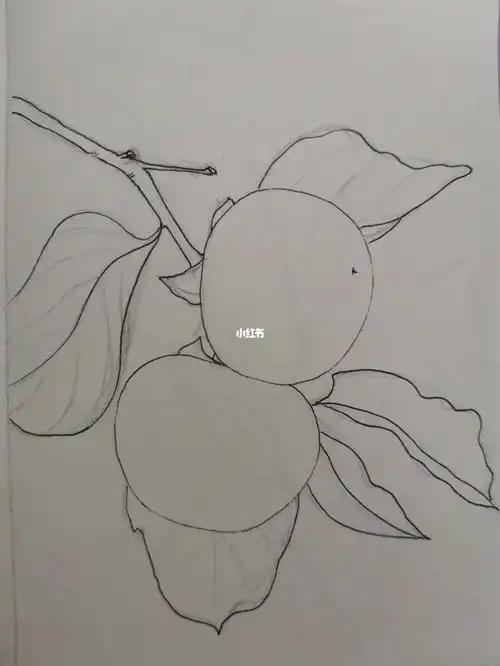针管笔手绘练习83柿子