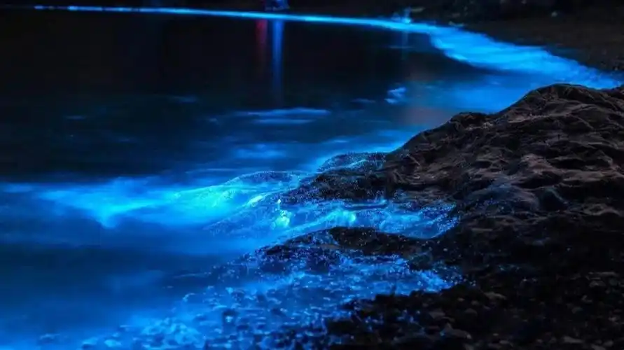 去撒野简单介绍下,我们是海萤科弯喉海萤属动物