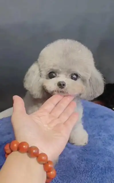 【图】- 可爱纯种小体家养灰泰迪 - 广州天河珠江新城狗狗 - 广州百姓