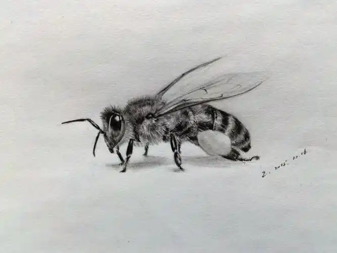 素描  #昆虫手绘好久没静下心认真画画了