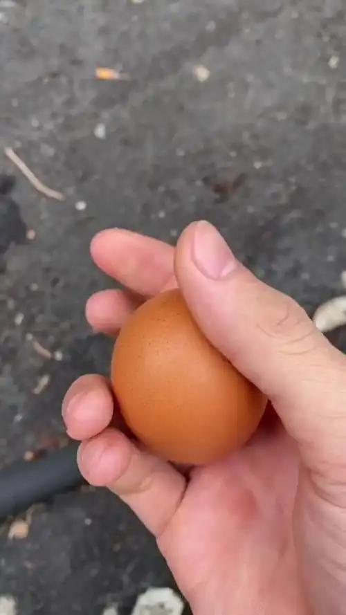 给大家表演一个徒手捏鸡蛋