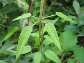 黑骨藤图片黑骨藤图片功效介绍