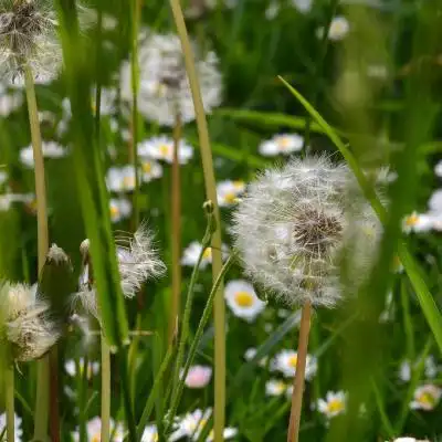 好看的蒲公英头像清新唯美蒲公英高清图片