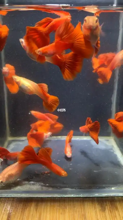 观赏鱼孔雀鱼血红