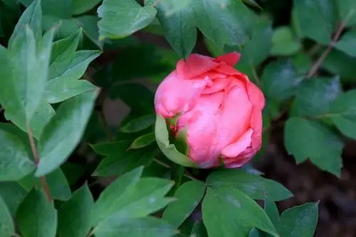 赏花 我的摄影作品《牡丹》 年年到洛阳赏牡丹.