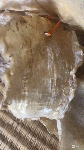 【转卖】黄鱼膏