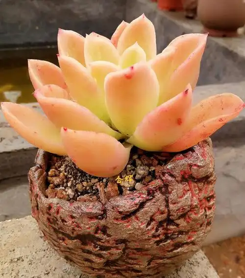 初夏多肉也惊艳,分享快乐送经验!