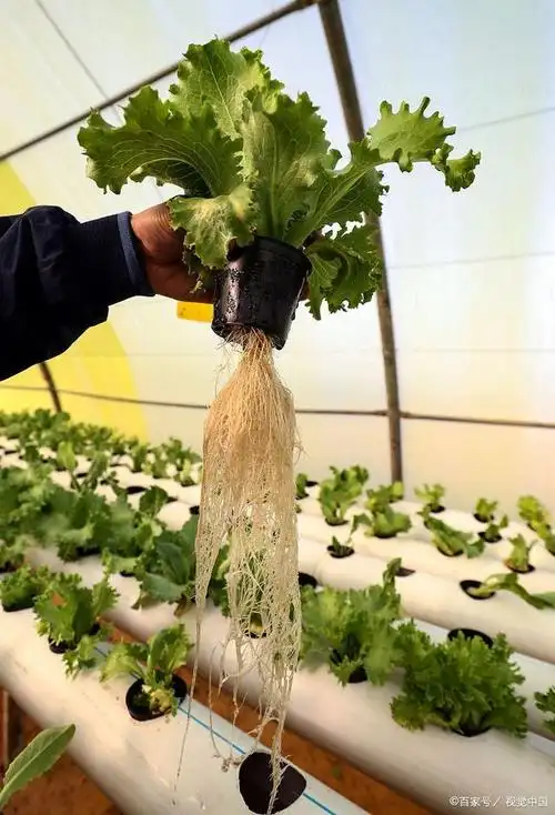 适合水培的蔬菜有哪些