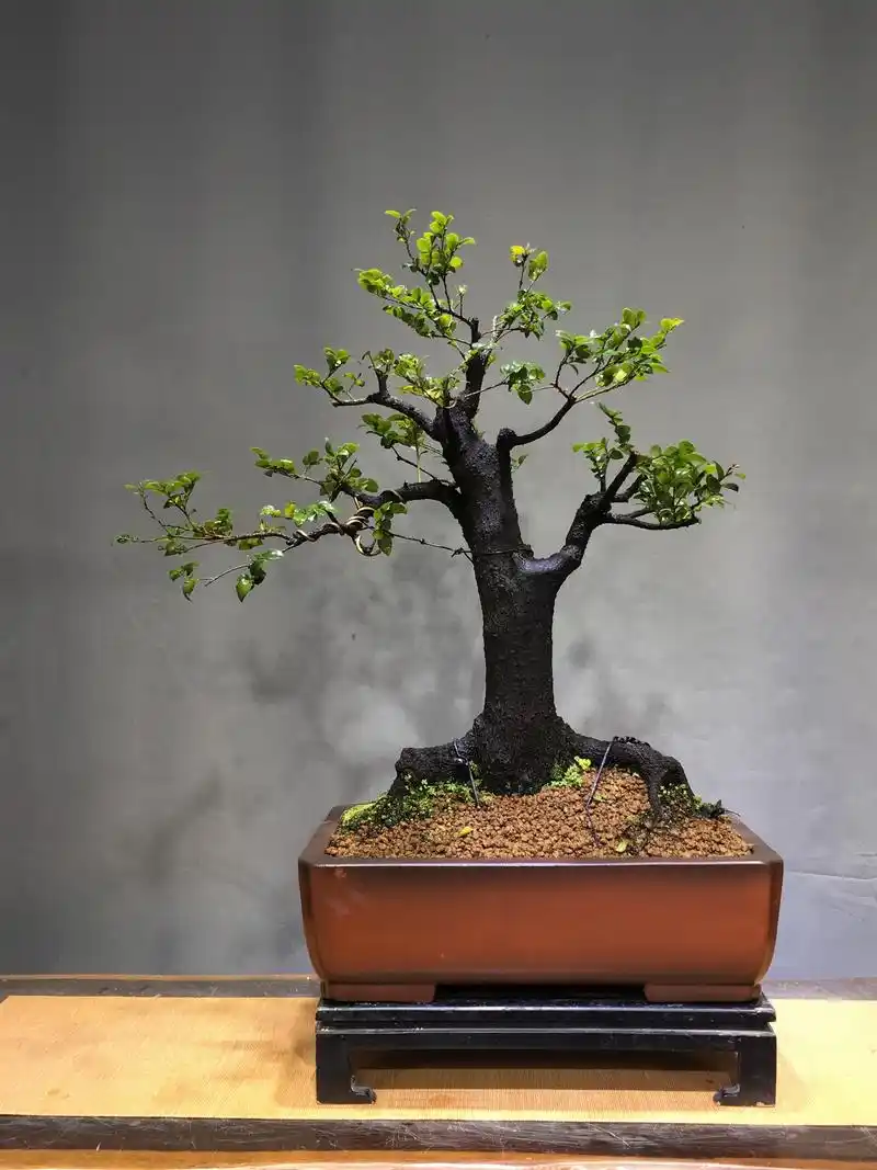 "小叶紫檀"养护,要注意这几点,生长旺盛,来学习一下