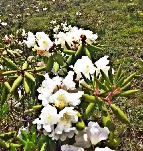 原创春天到昆明吃花杜鹃花也可以做菜