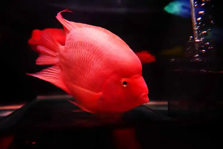 热带鱼.红鹦鹉