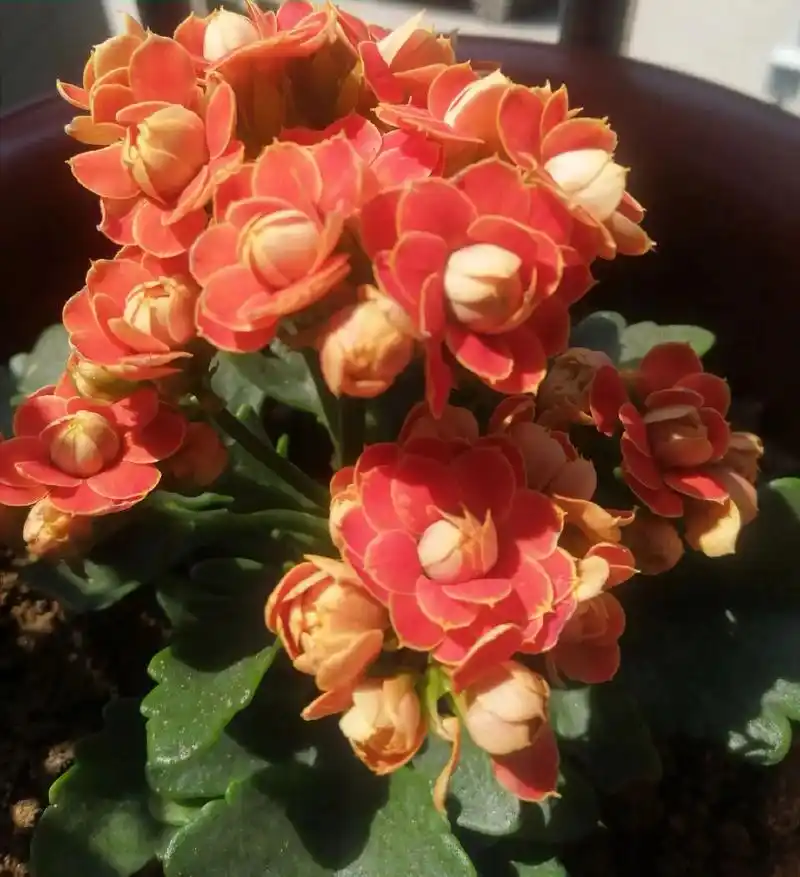 盆栽长寿花金狐狸开花了.美美哒 - 抖音